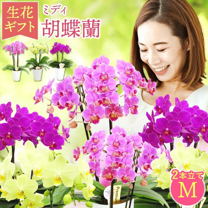 椎名洋ラン園の選べるミディ胡蝶蘭