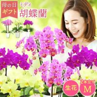 椎名洋ラン園の選べるミディ胡蝶蘭