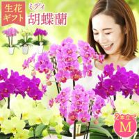 椎名洋ラン園の選べるミディ胡蝶蘭