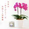 椎名洋ラン園の選べるミディ胡蝶蘭