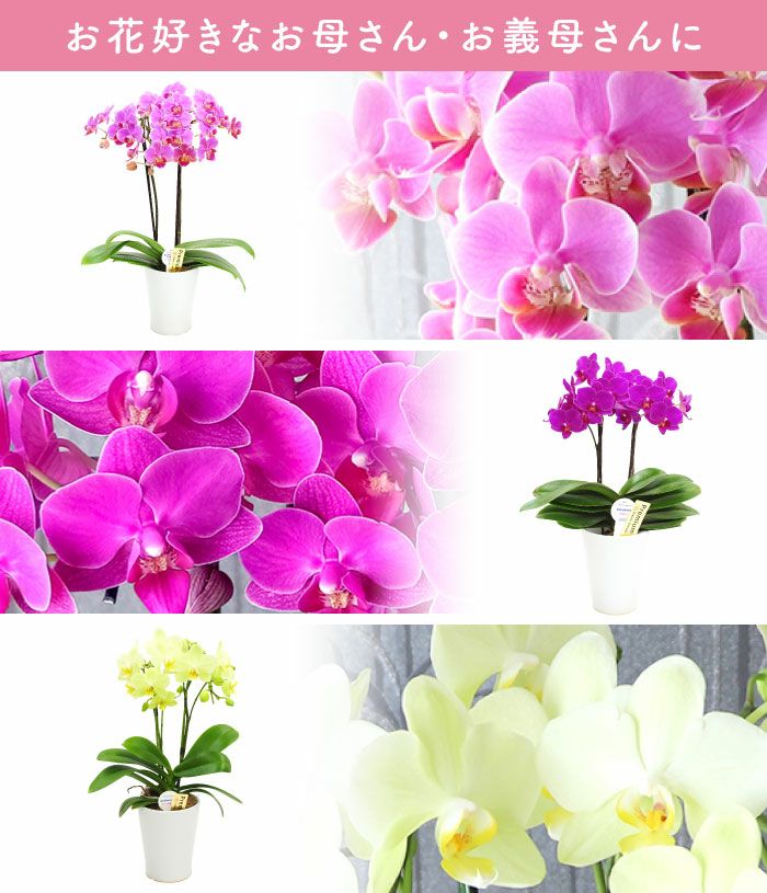 椎名洋ラン園の選べるミディ胡蝶蘭