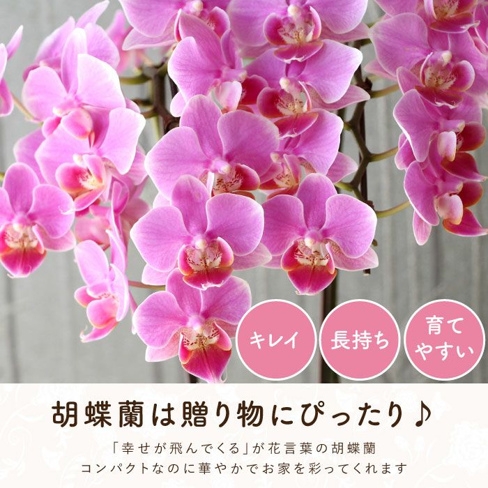 椎名洋ラン園の選べるミディ胡蝶蘭