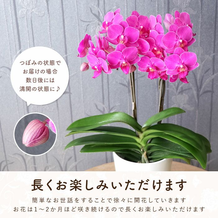 椎名洋ラン園の選べるミディ胡蝶蘭