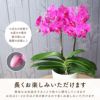 椎名洋ラン園の選べるミディ胡蝶蘭