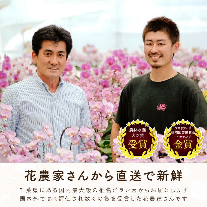 椎名洋ラン園の選べるミディ胡蝶蘭