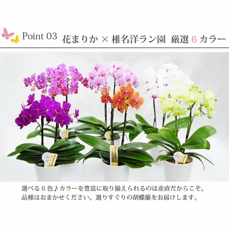 椎名洋ラン園の選べるミディ胡蝶蘭』鉢植え｜横浜花まりか フラワーギフト店