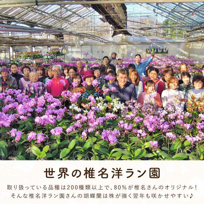 椎名洋ラン園の選べるミディ胡蝶蘭