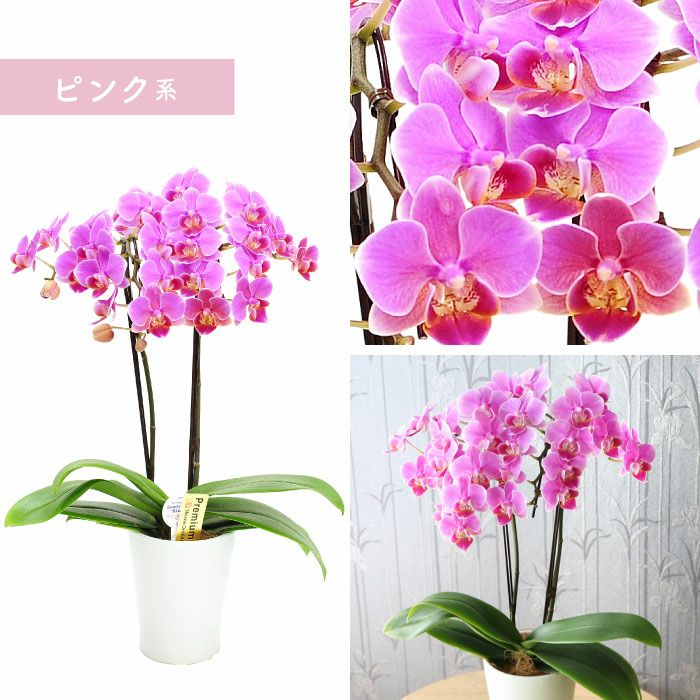 椎名洋ラン園の選べるミディ胡蝶蘭