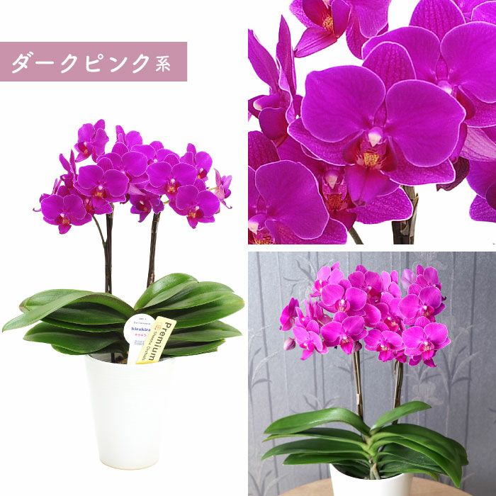 椎名洋ラン園の選べるミディ胡蝶蘭