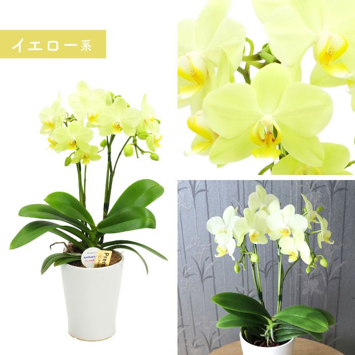 椎名洋ラン園の選べるミディ胡蝶蘭