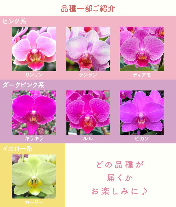 椎名洋ラン園の選べるミディ胡蝶蘭
