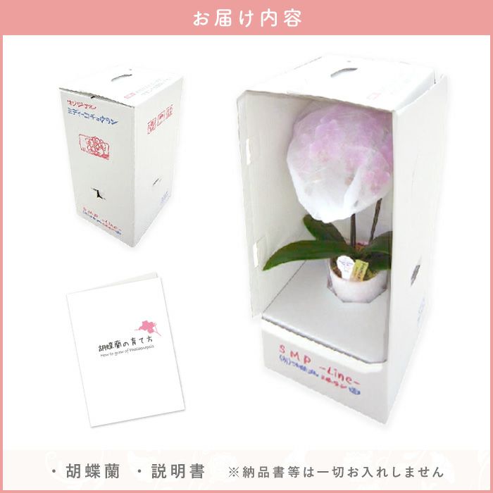 椎名洋ラン園の選べるミディ胡蝶蘭