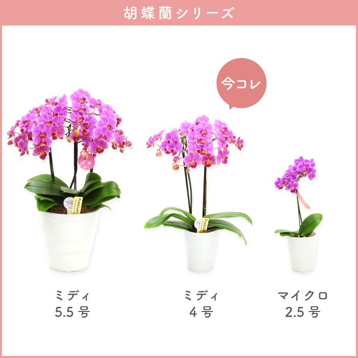椎名洋ラン園の選べるミディ胡蝶蘭』鉢植え｜横浜花まりか
