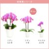椎名洋ラン園の選べるミディ胡蝶蘭