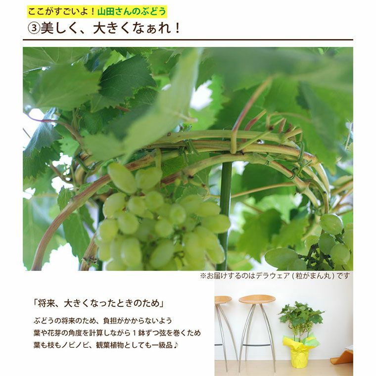 山田さんのぶどうの鉢植え