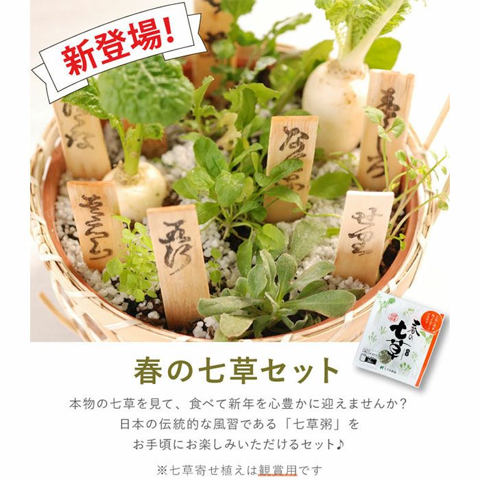 『春の七草籠＆食べれる七草・2点セット』 お正月 鉢植え | 横浜花