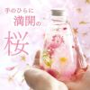 桜 ハーバリウム・Lサイズ