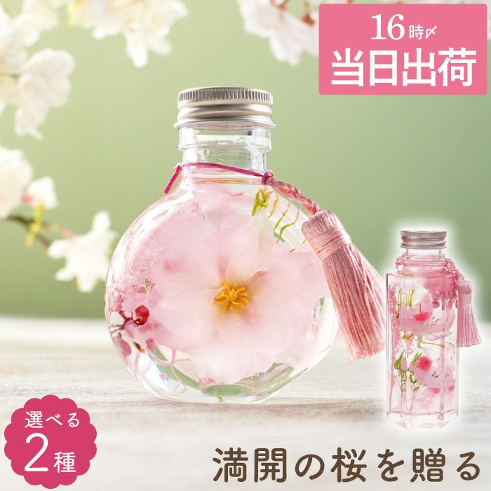 桜 ハーバリウム・Sサイズ