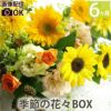 定期便 花々BOX 6回・Mサイズ Cコース 生花