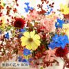 定期便 花々BOX 3回・Lサイズ Dコース 生花