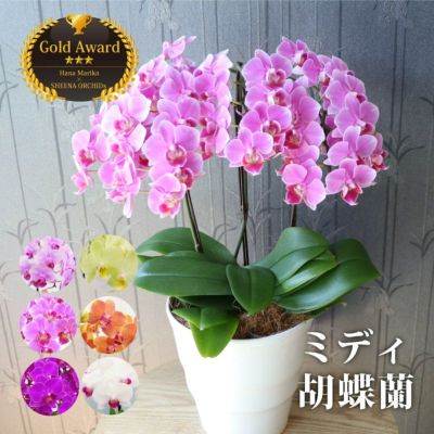 登坂さんのシクラメンの鉢植え・5号鉢』 | 横浜花まりか フラワーギフト店