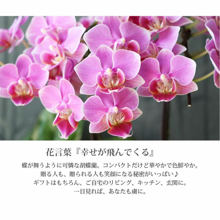 椎名洋ラン園の選べるミディ胡蝶蘭5.5号』 鉢植え | 横浜花まりか 