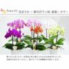 椎名洋ラン園の選べるミディ胡蝶蘭5.5号』 鉢植え