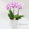 椎名洋ラン園の選べるミディ胡蝶蘭5.5号』 鉢植え