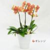 椎名洋ラン園の選べるミディ胡蝶蘭5.5号』 鉢植え