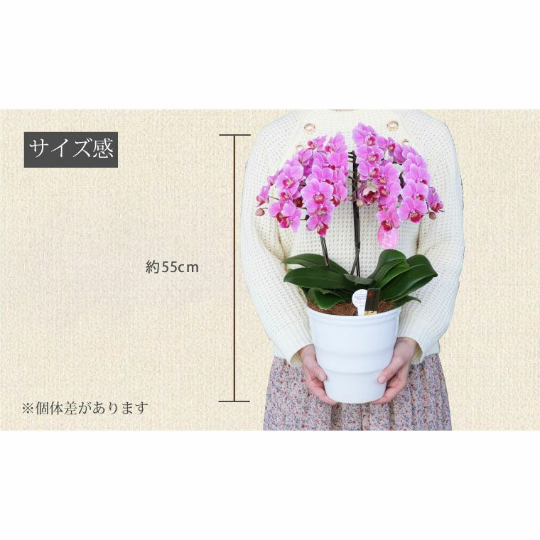 椎名洋ラン園の選べるミディ胡蝶蘭5.5号』 鉢植え | 横浜花まりか