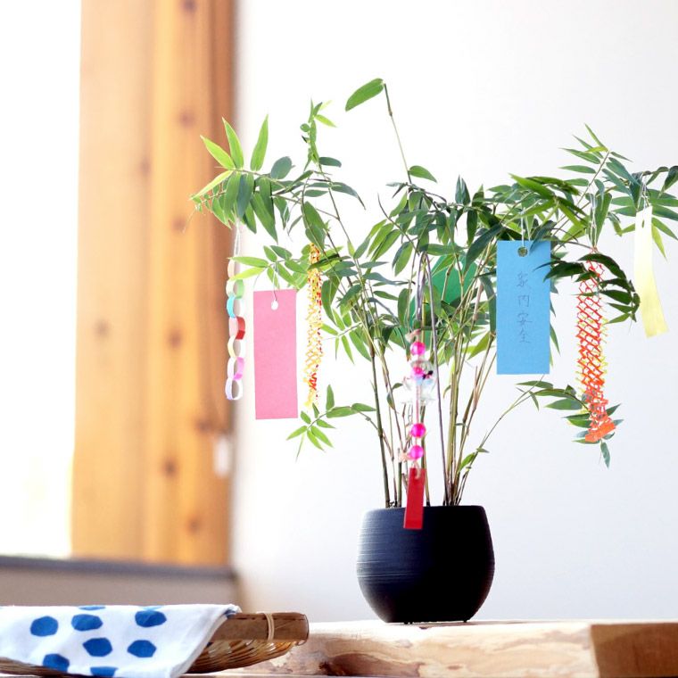 風鈴 短冊 飾り付き 七夕の笹飾り 鉢植え