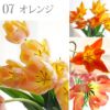 チューリップの花束 ・20本 生花