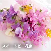 春の香りミックススイートピーの花束・ 25本