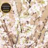 桜の花束 生花