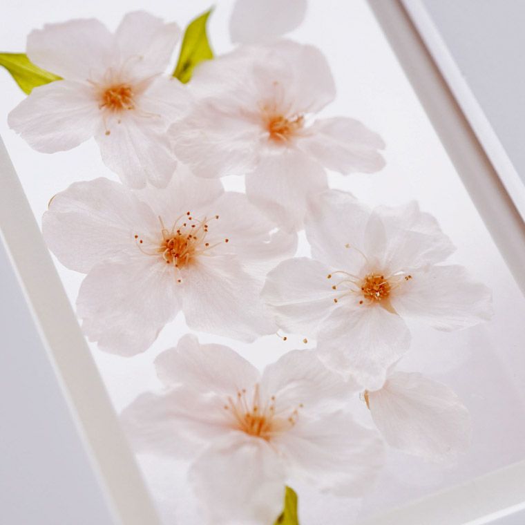 桜フローティングフレーム プリザーブドフラワー