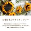 ひまわりスワッグ ドライフラワー
