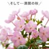 登坂園芸の におい桜 ルクリア ココ 5号鉢