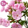 登坂園芸の におい桜 ルクリア ココ 5号鉢