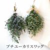 ユーカリのプチスワッグ･生 25cm