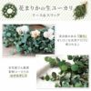 ユーカリのプチスワッグ･生 25cm