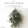 ユーカリのプチスワッグ･生 25cm
