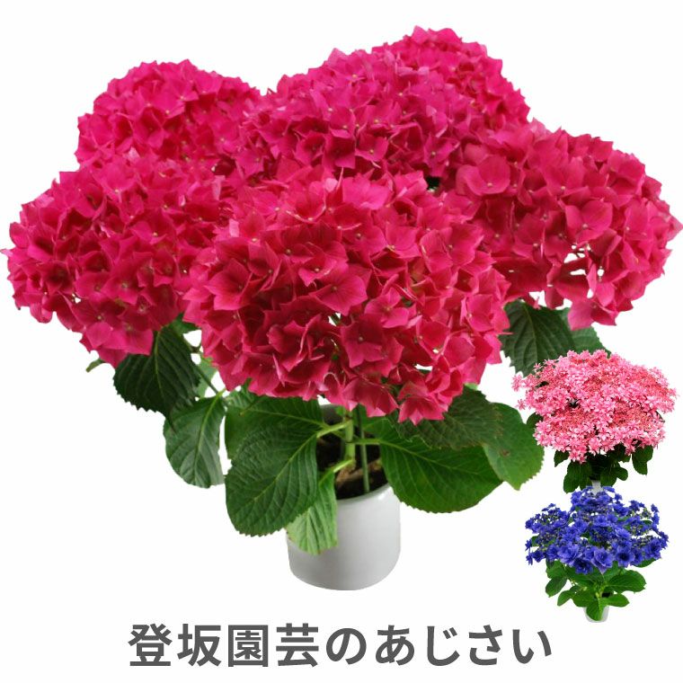紫陽花(即購入歓迎)様