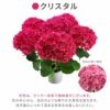 登坂園芸の紫陽花の鉢植え