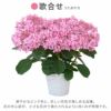 登坂園芸の紫陽花の鉢植え