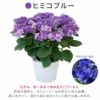 登坂園芸の紫陽花の鉢植え