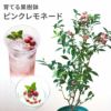 育てる果樹鉢・ピンクレモネード(ブルーベリー) 鉢植え