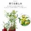 育てる果樹鉢・ピンクレモネード(ブルーベリー) 鉢植え