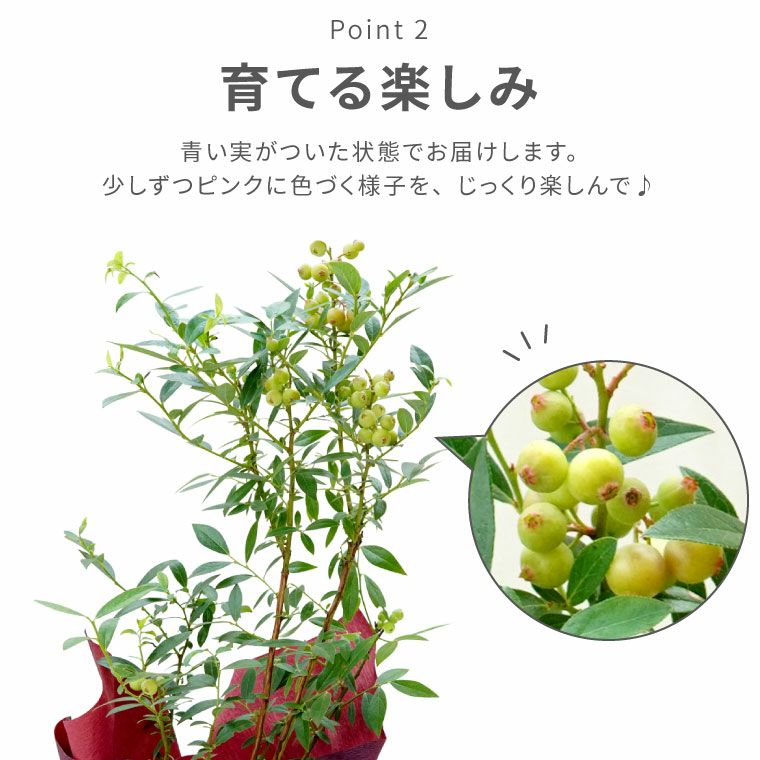 育てる果樹鉢・ピンクレモネード(ブルーベリー) 鉢植え
