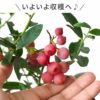 育てる果樹鉢・ピンクレモネード(ブルーベリー) 鉢植え