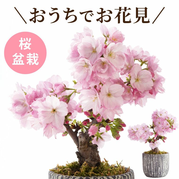 おうちでお花見 ・ 桜盆栽  鉢植え